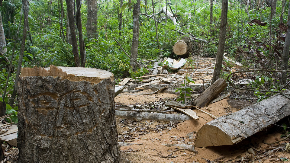 Hazards of deforestation